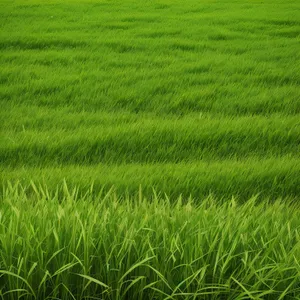 Lush Rice Field in Summer Landscape