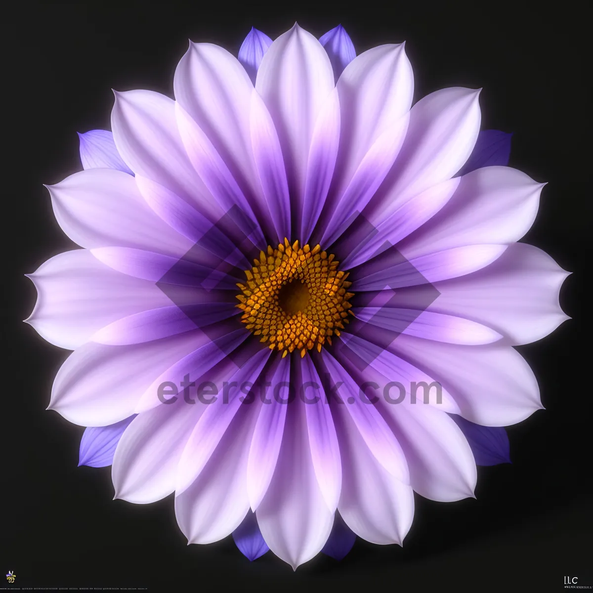 Picture of Colorful Blooming Daisy in a Sunny Meadow