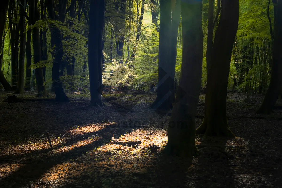 Picture of Autumn Sunlight through Southern Beech Trees in Park