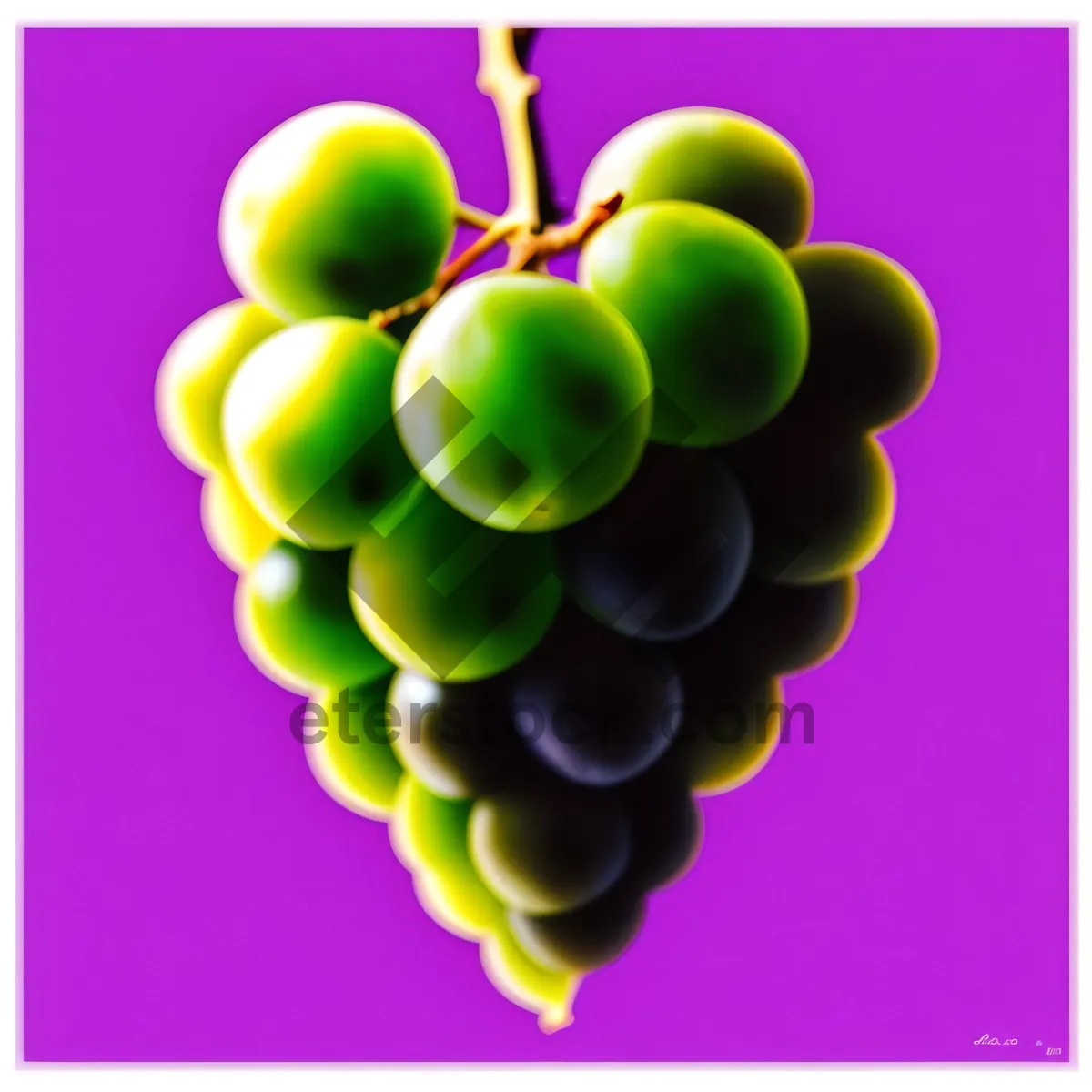 Picture of Organic Juicy Grape Bunch in Vineyard