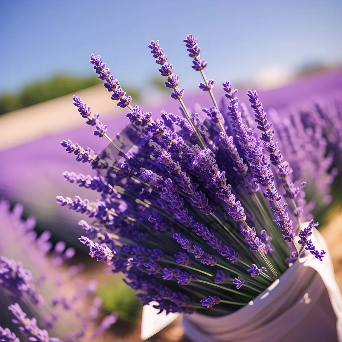 Picture of Lavender Shrub Blossom in Vibrant Purple