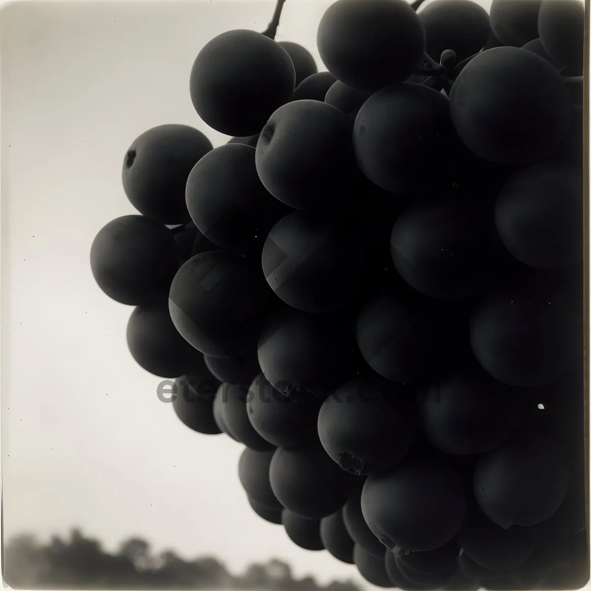 Picture of Juicy Vineyard Harvest: Purple Autumn Grapes