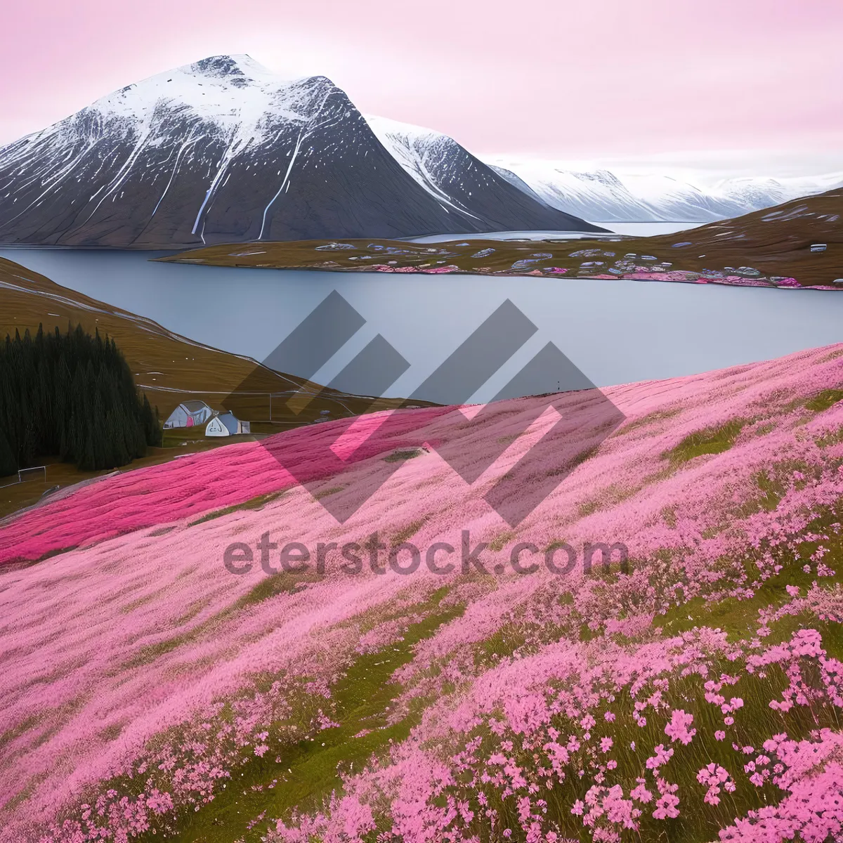 Picture of Colorful Spring Phlox Blooming Among Moss