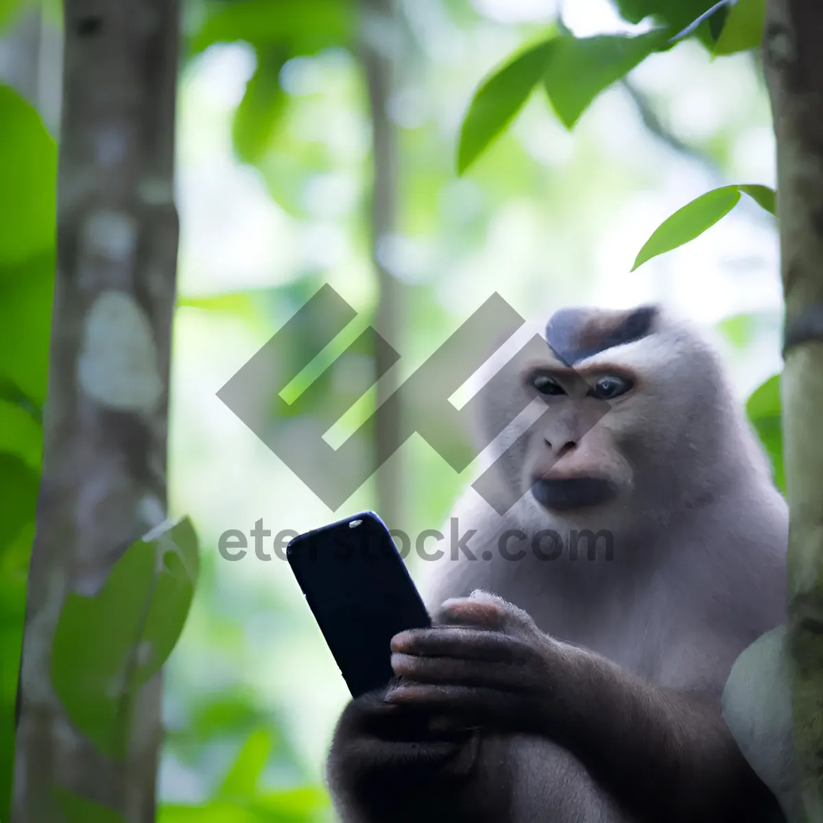 Picture of Wild Macaque Monkey in Natural Jungle Habitat.