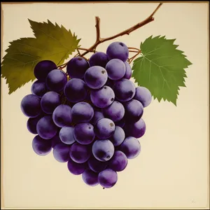Autumn Harvest: Juicy Purple Muscat Grape Cluster
