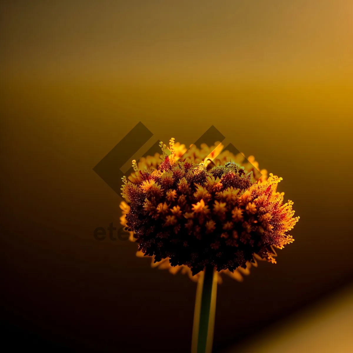 Picture of Yellow Blooming Daisy in Sunny Garden