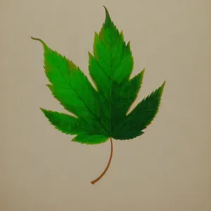 Vibrant Leafy Foliage: Aquatic Parsley Herb and Maple