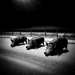 Wild Livestock Watering at Farm Enclosure