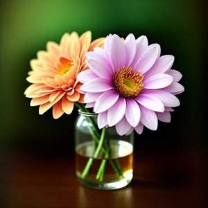 Pink Daisy Blossom in Full Bloom