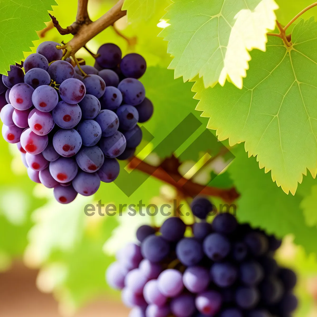 Picture of Vibrant Harvest: Organic Juicy Purple Grapes from a Rural Vineyard