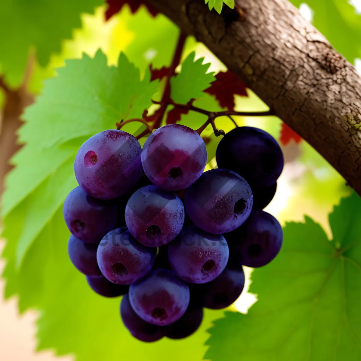 Picture of Vibrant Autumn Harvest: Ripe, Juicy Grapes on Vine.