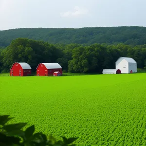 Idyllic countryside farm with lush green meadows and blue skies