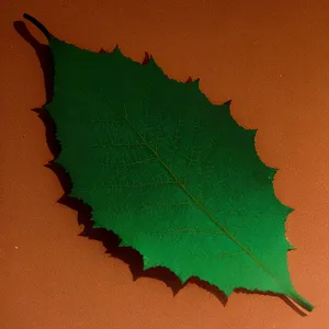 Yellow Autumn Maple Leaf with Insect