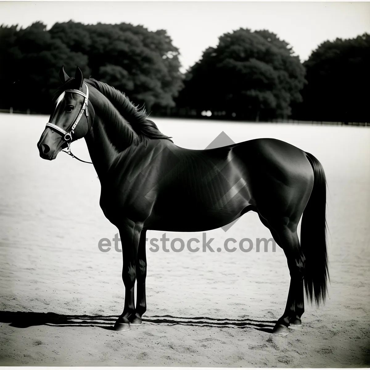 Picture of Thoroughbred Stallion Galloping Across Rural Meadow