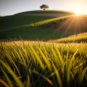 Wheat field under sunny summer sky