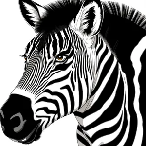 Striped Zebra Grazing in National Park