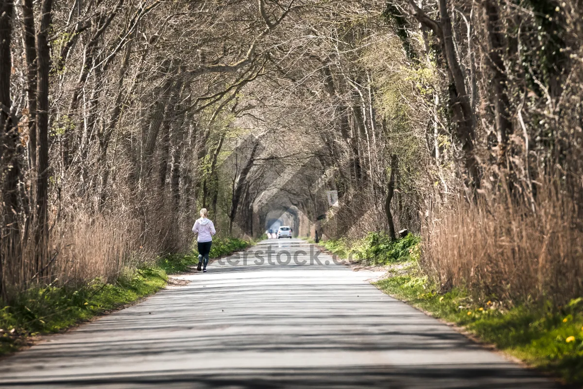 Picture of Autumn Park Scene with Trees and Hiking Path