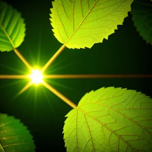 Green Maple Leaf in Summer Forest