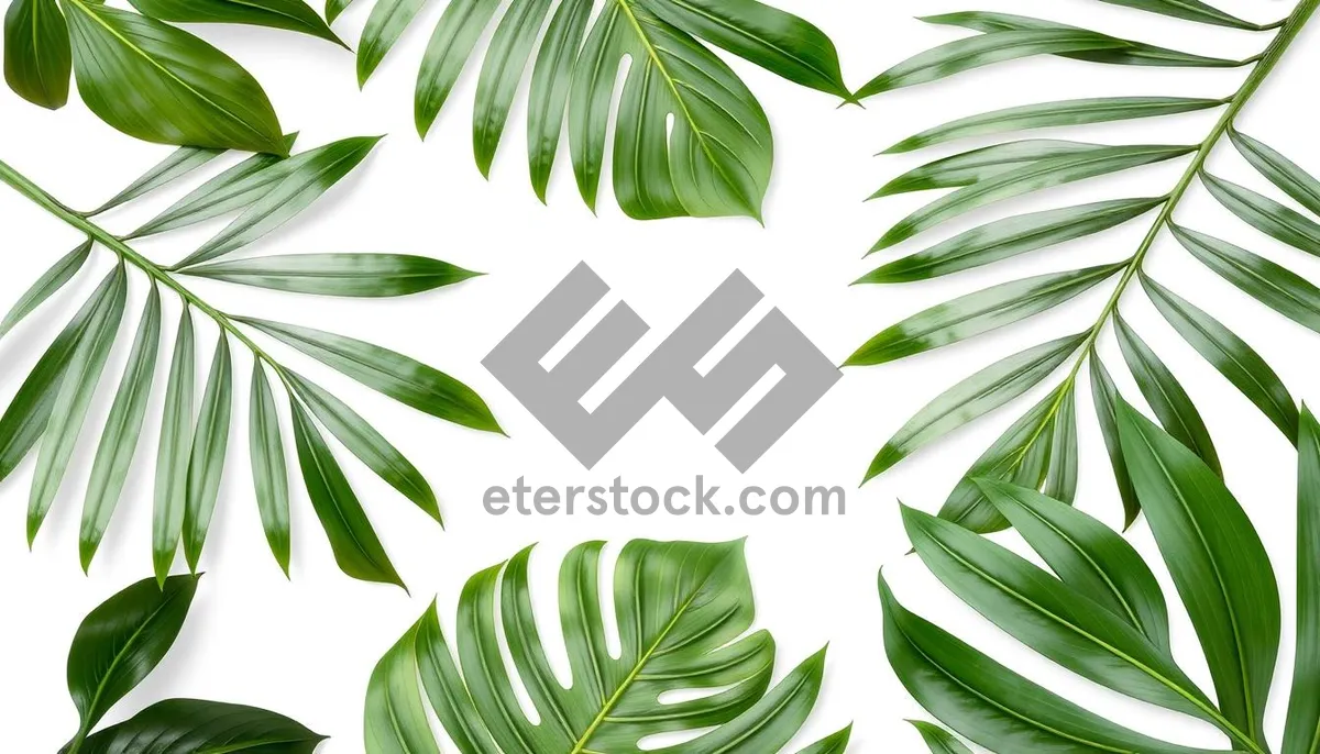 Picture of Floral Tree Branch Decorative Graphic Design