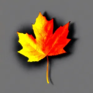 Vibrant Fall Foliage: Maple Leaf in Autumn