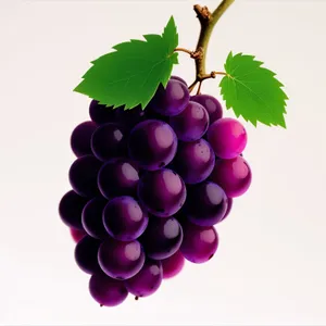 Fresh and Juicy Purple Grape Cluster