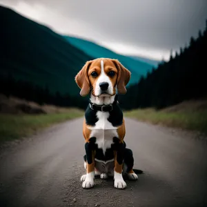 Adorable Beagle Puppy - Purebred Hound with Brown Coat