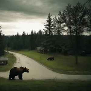 Wild Bison Grazing in Rural Landscape