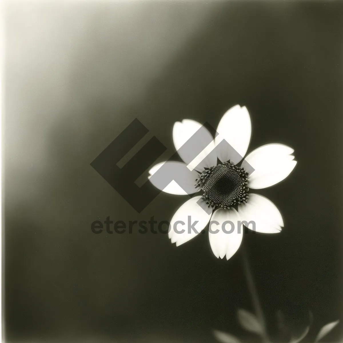 Picture of Blooming White Daisy in Vibrant Meadow