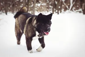 Winter puppy portrait in the snow.