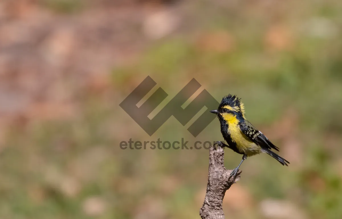 Picture of Black woodpecker with striking yellow beak and wings