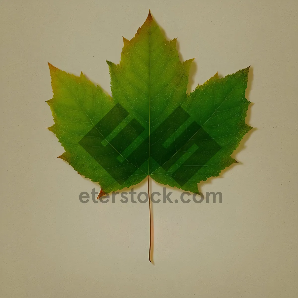 Picture of Vibrant Maple Leaf in Spring Garden