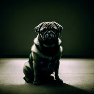 Adorable Wrinkle-faced Pug Puppy in Studio