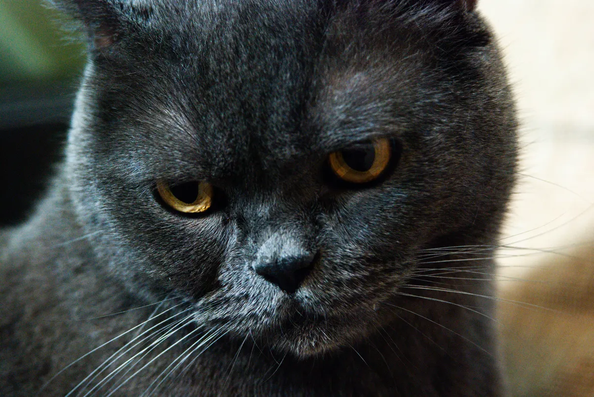 Picture of Gray fluffy kitten with cute whiskers and big eyes