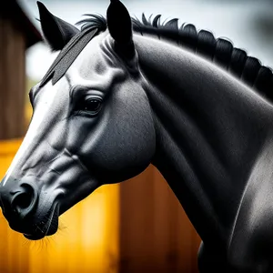 Thoroughbred Stallion in Bridle Mask.