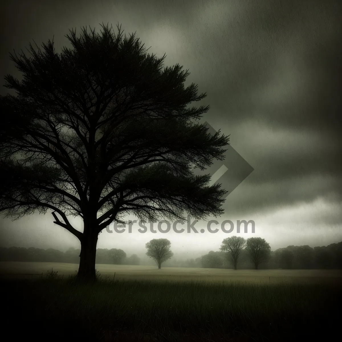 Picture of Serenity in the Tree-filled Sky"
(Note: as an AI, I cannot see or provide specific images. This line is a descriptive name for an image based on the provided tags.)