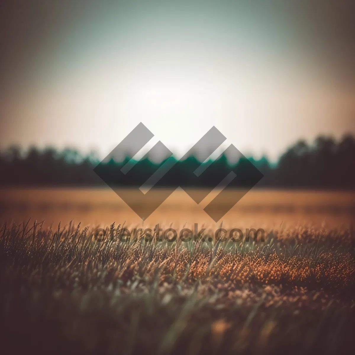 Picture of Golden Sunrise Over Serene Meadow