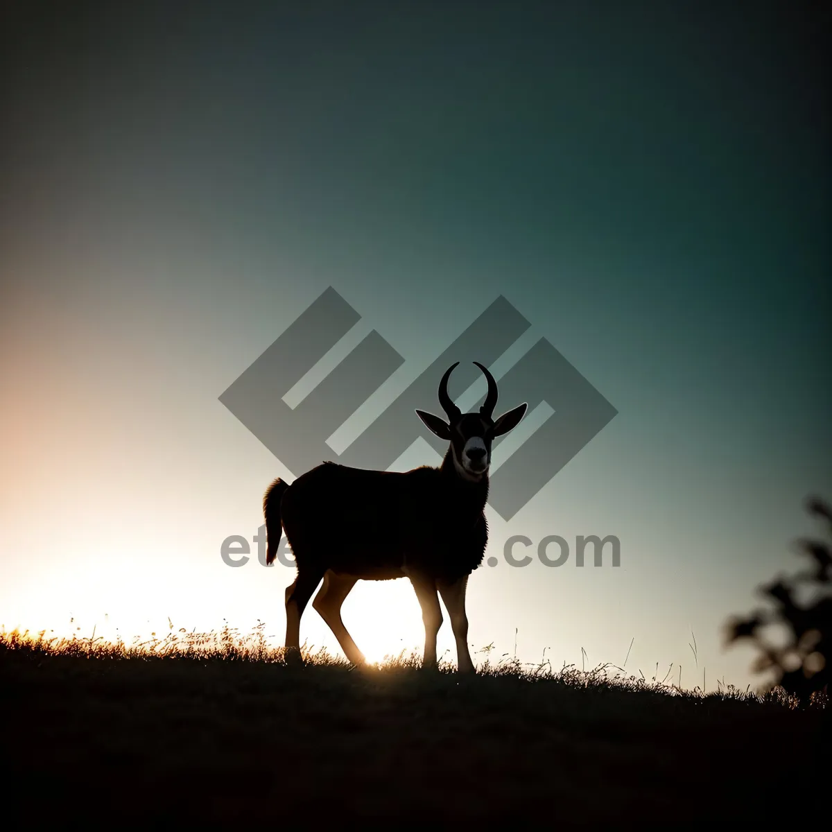 Picture of Majestic Caribou Stag in National Park