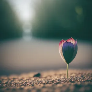 Colorful Tulip Celebration with Wine Glass