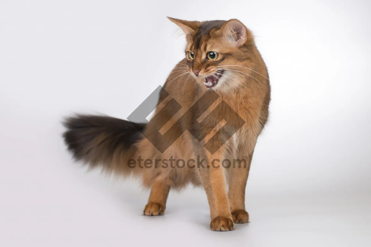 Picture of Striped gray kitten with curious eyes and fluffy tail