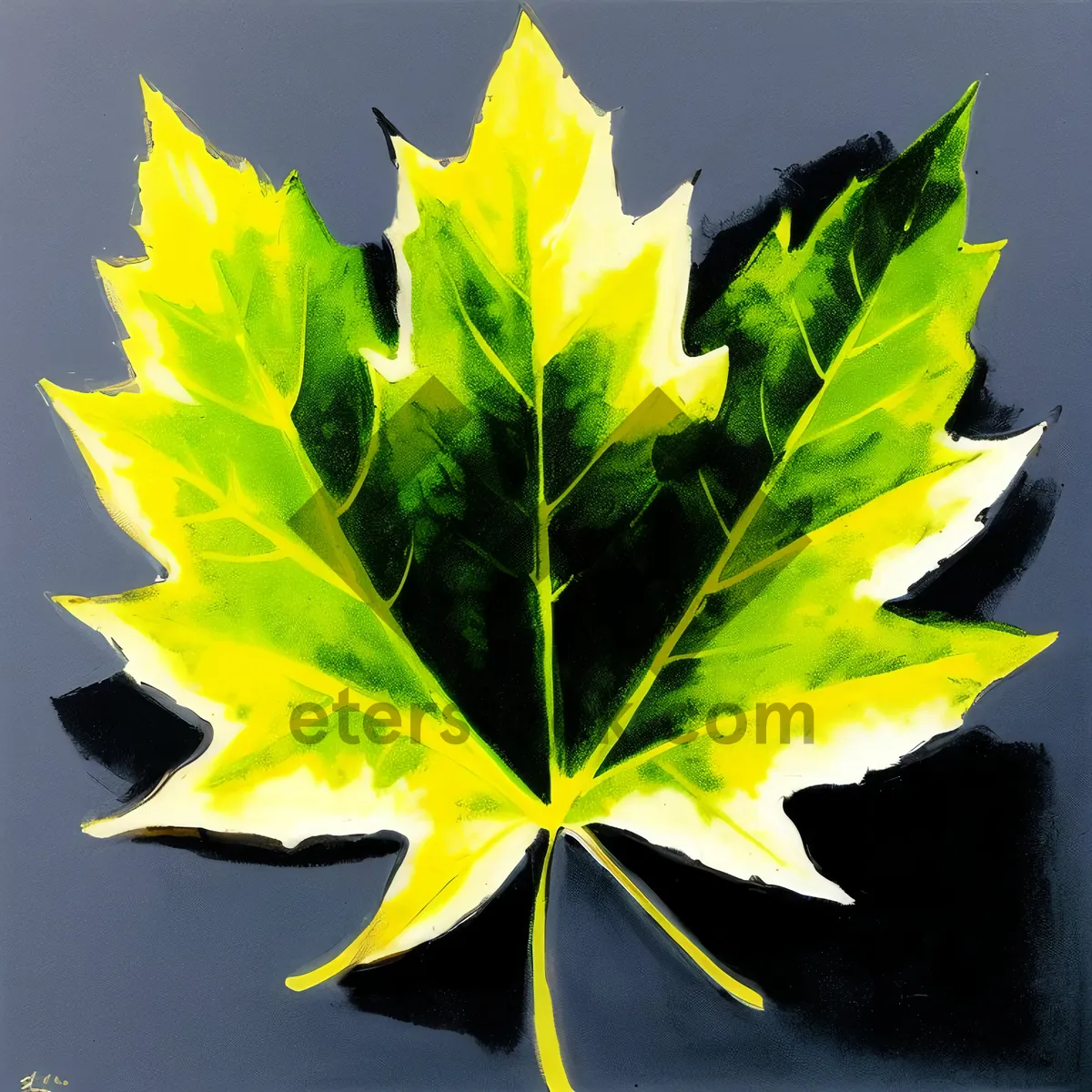 Picture of Vibrant Autumn Maple Leaf in Shining Yellow