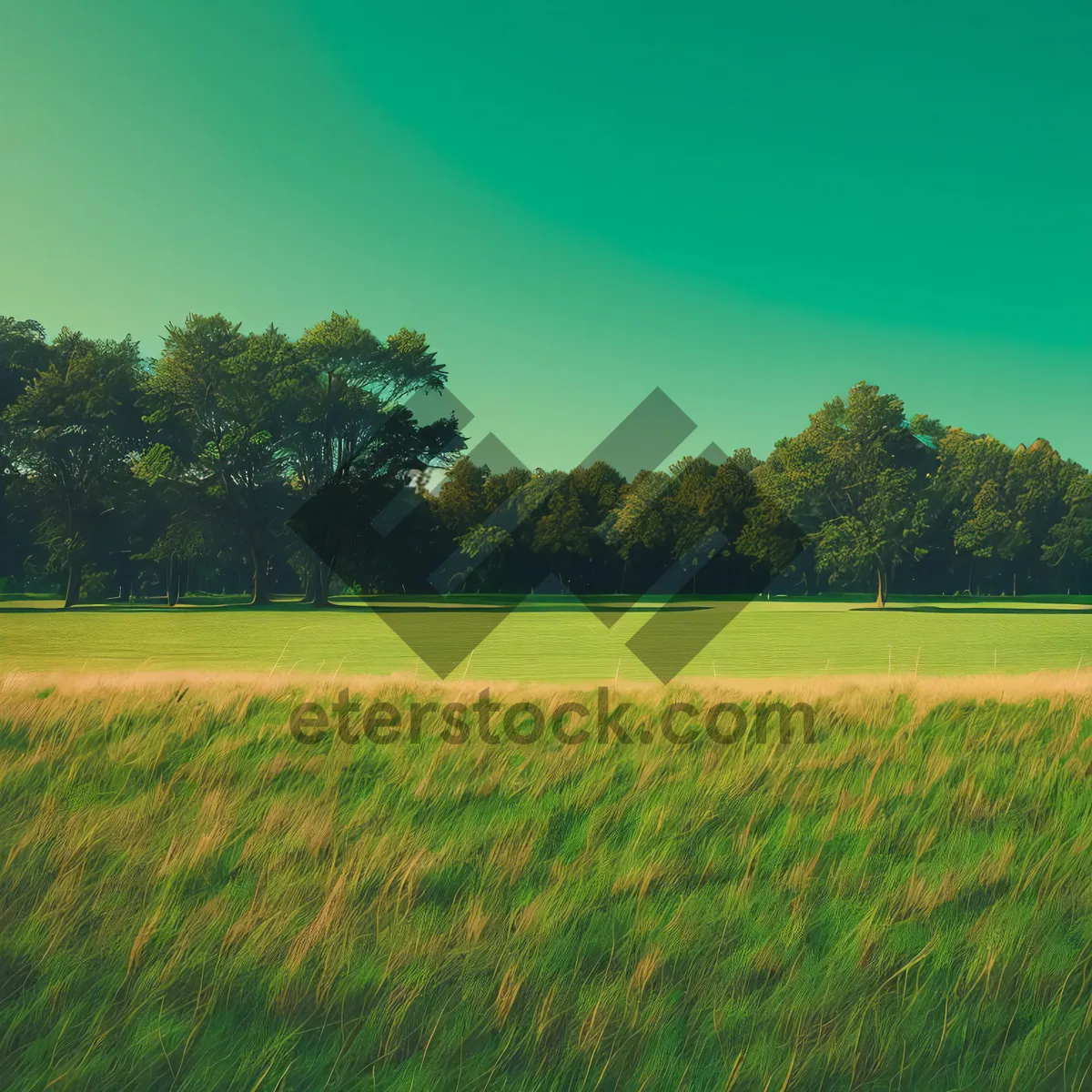 Picture of Golden Harvest: Serene Rice Fields under Sunny Sky