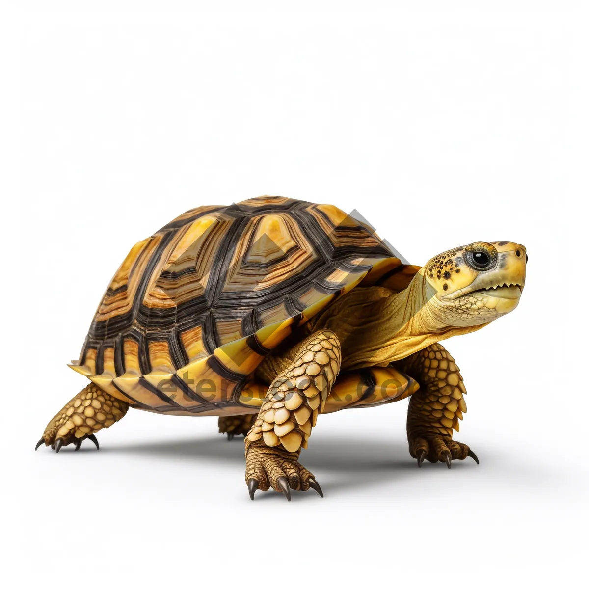 Picture of Hard-shelled Terrapin Reptile Wildlife Creature Protection