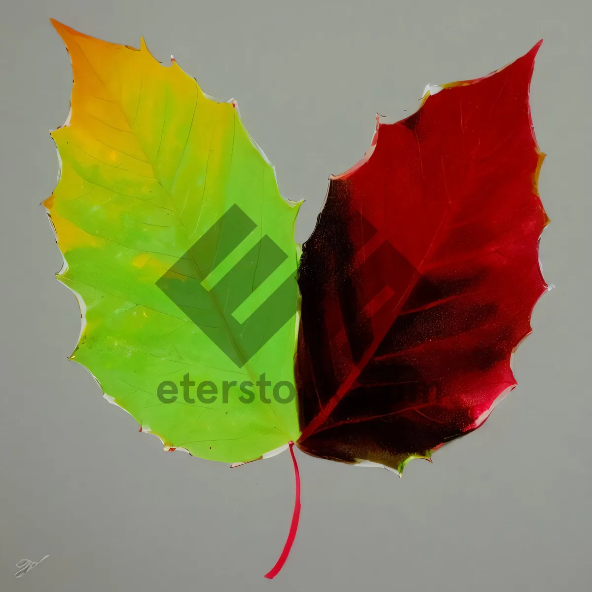 Picture of Colorful Autumn Maple Leaves