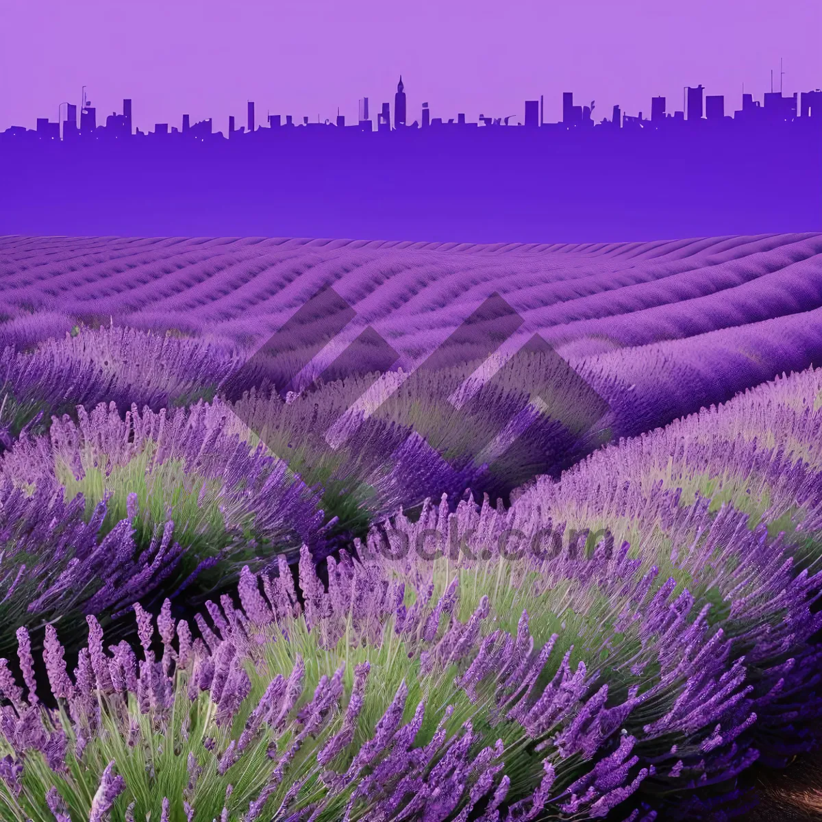 Picture of Vibrant Lavender Wildflowers in Countryside Landscape