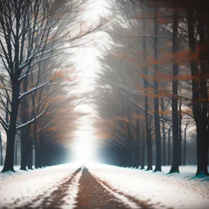 Winter Wonderland: Frosty Forest Road with Snowy Trees