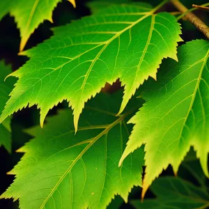 Sunlit Maple Leaves in Lush Forest
