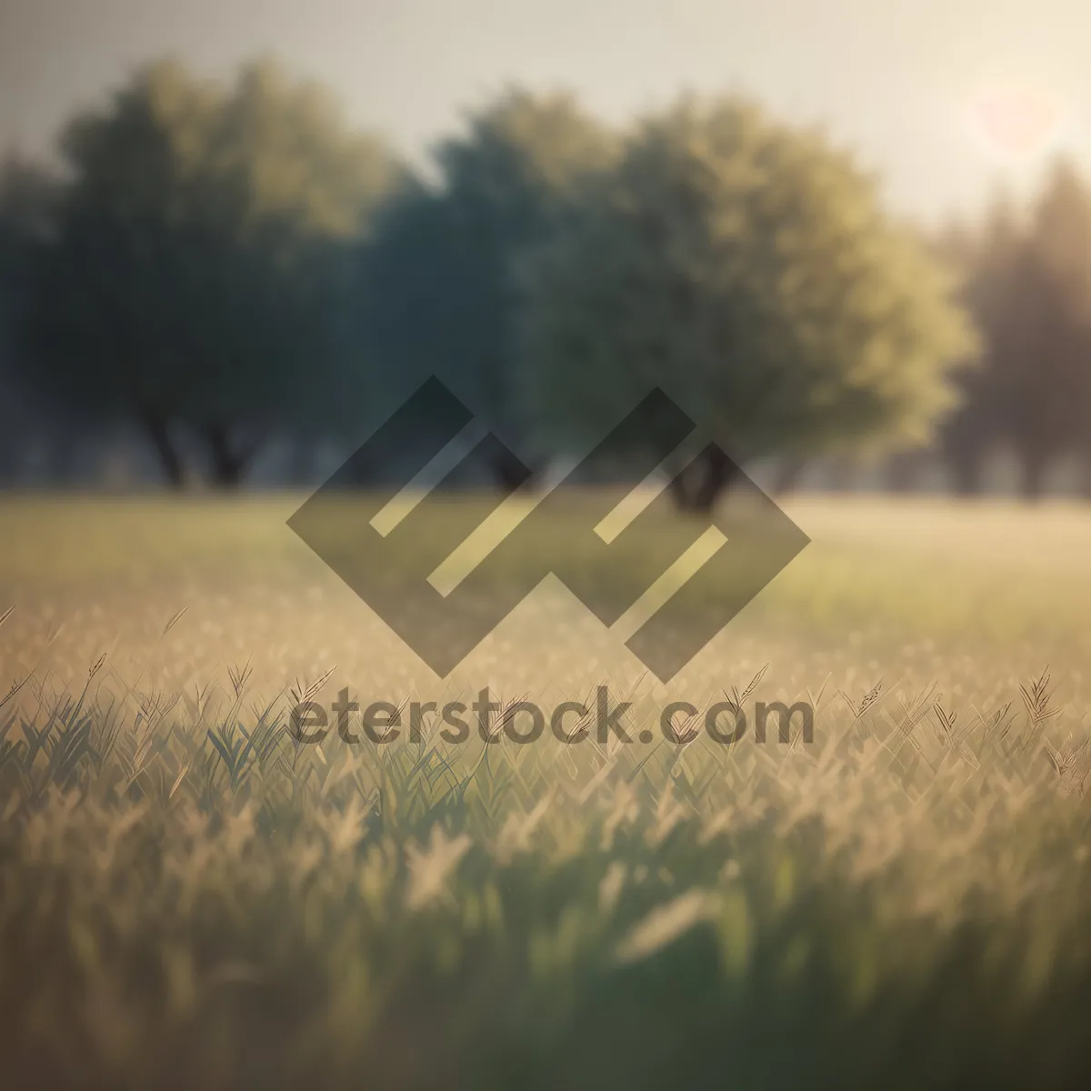 Picture of Golden Wheat Field Under Sunny Sky