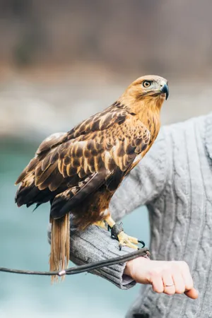 Bald Eagle Predator with Sharp Beak and Feathered Wings