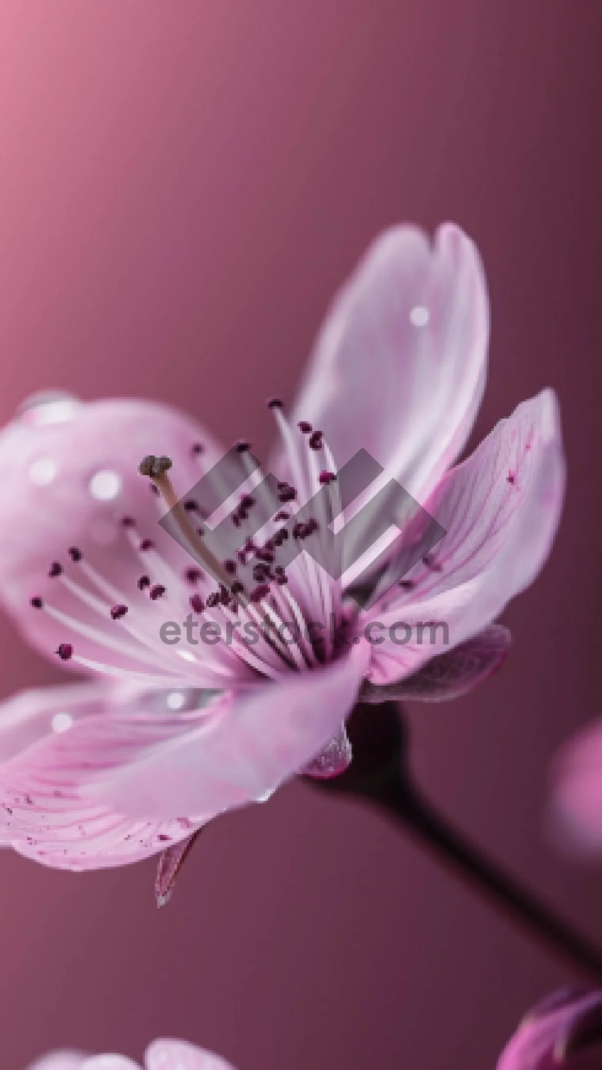 Picture of Pink Daisy Blossom in Summer Garden.