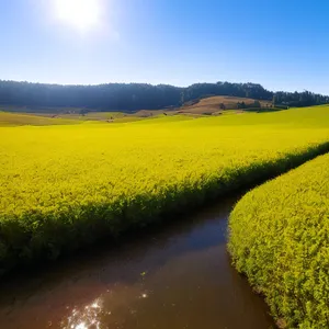 Golden Rapeseed Field Under Sunny Sky